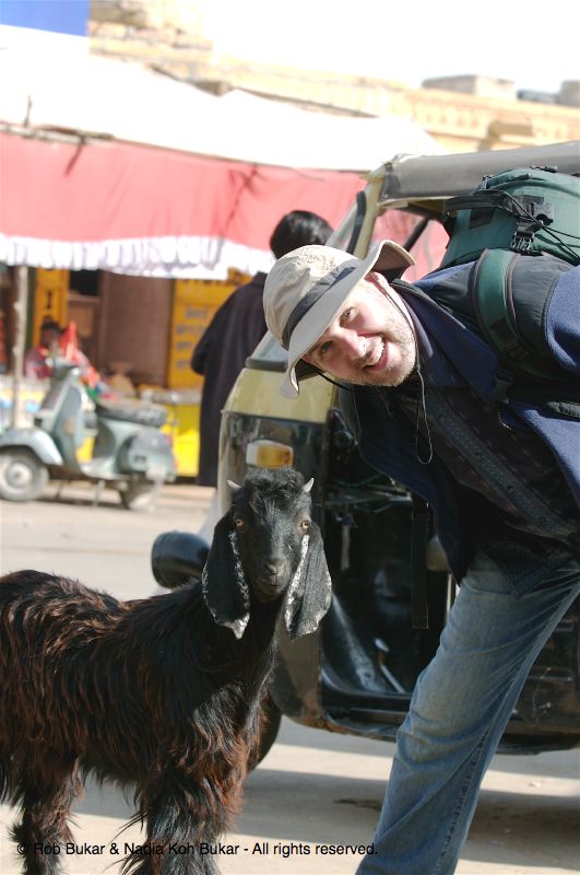 Rob and a goat, Jaisalmer