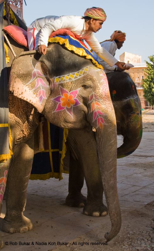 Elephants, Amber Fort, Jaipur
