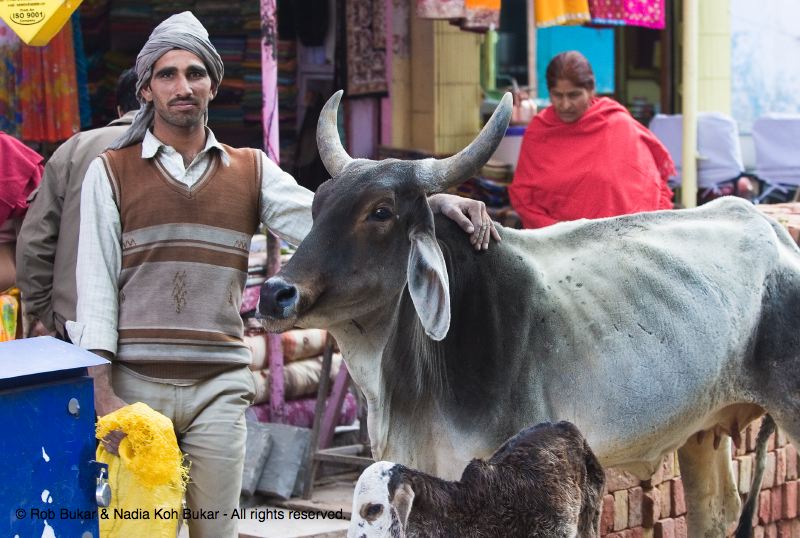 Man and Cow, Jaipur