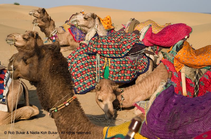 Camels in the Desert,  Jaisalmer