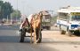 Camel Cart, on the Road to Jaisalmer