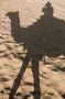  Jaisalmer Desert Camel Ride