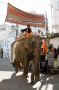 Elephant Walking Down the Street, Udaipur