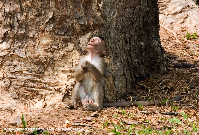 Baby Monkey (Praying), Angkor Wat