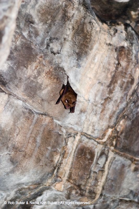 Bat in Angkor Temple