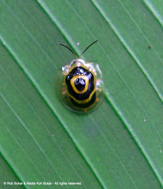 Local Insect