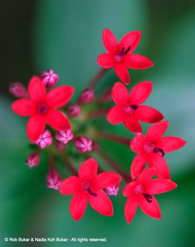 Red Flowers, Costa Rica