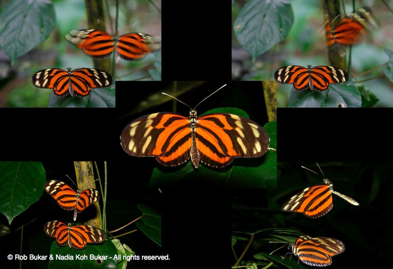 Butterfly Montage