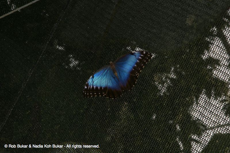 Beautiful Blue Butterfly
