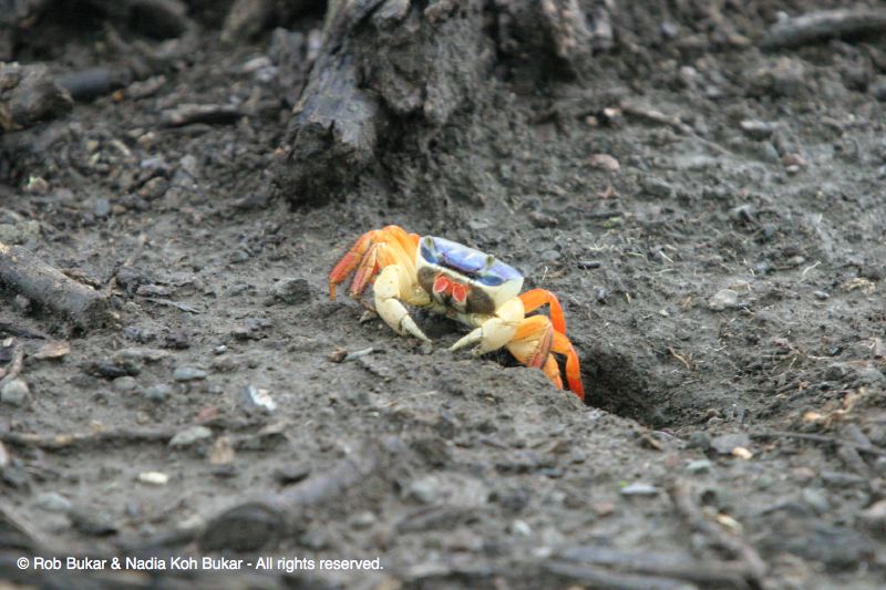 Colorful Crabs