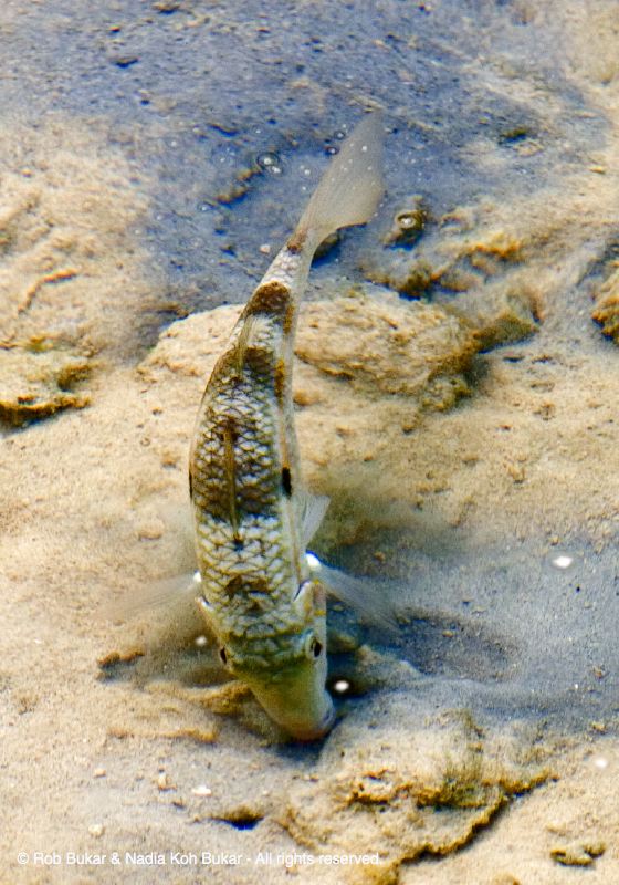 Fish, Taken from Water Cottage, Lagen