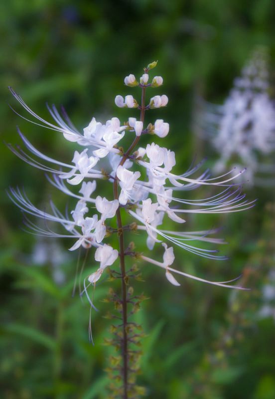 White Flower, Botanical Gardens, Hilo