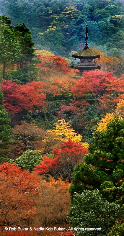 Temple in Trees, Kiyomizu Temple, Kyoto