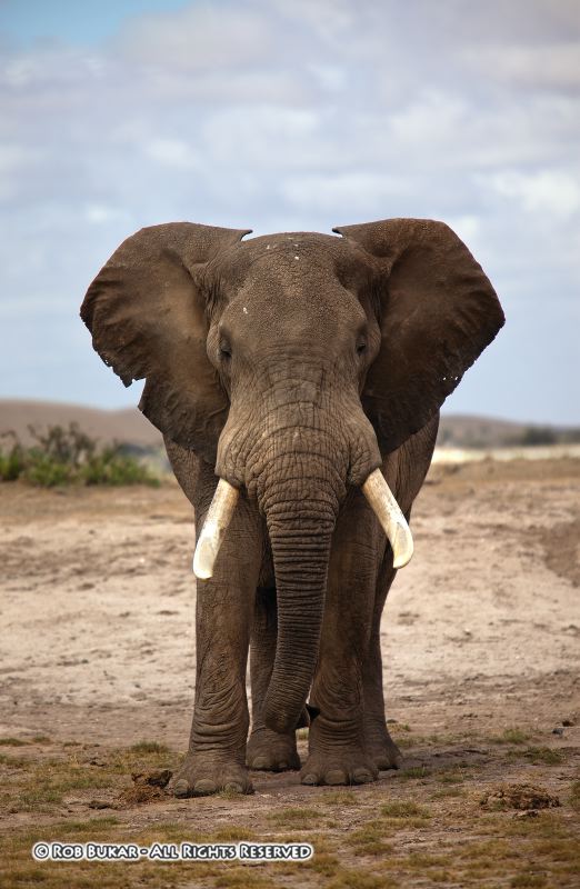 Large Bull Elephant