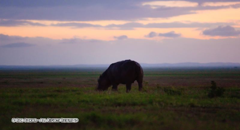 Hippo at Dawn