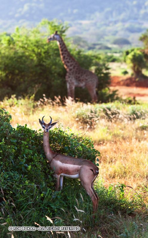 Gerenuk - Giraffe Antelope