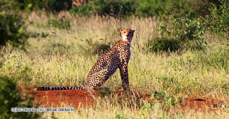 Leopard Tsavo East