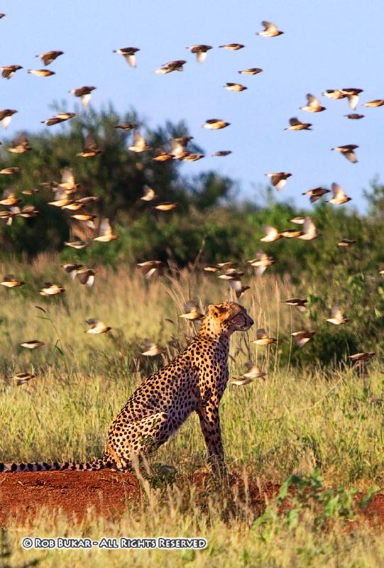 Leopard and Birds