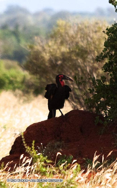 African Ground Hornbill