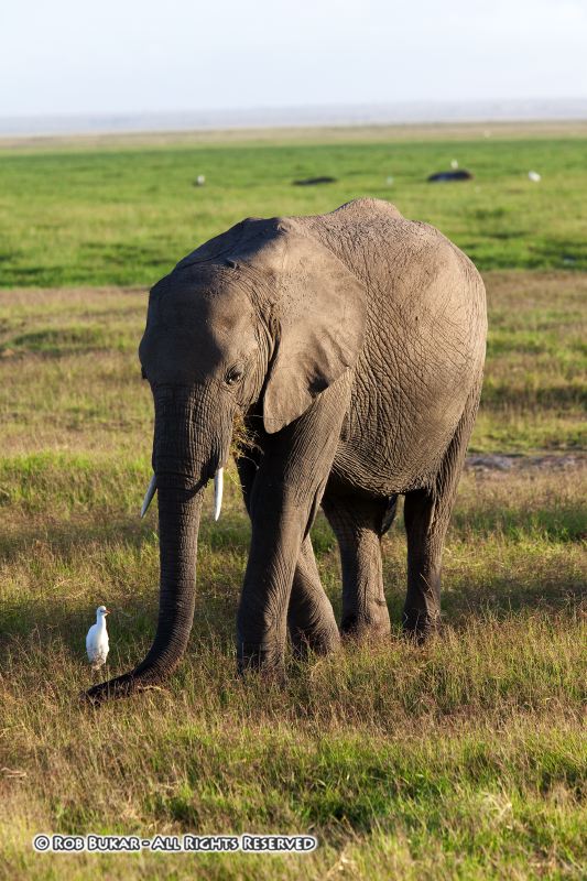 Elephant Amboseli