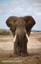 Large Bull Elephant