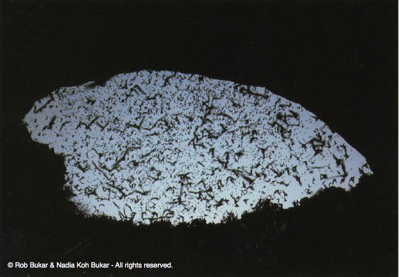 Flying Bats, Carlsbad Caverns, Postcard