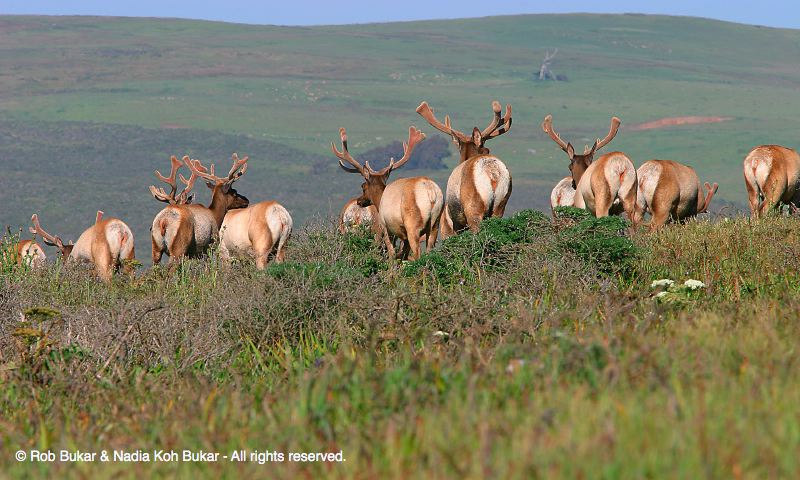 Elk Butts, Point Reyes