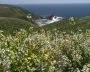 Wild Flowers and Pacific Ocean