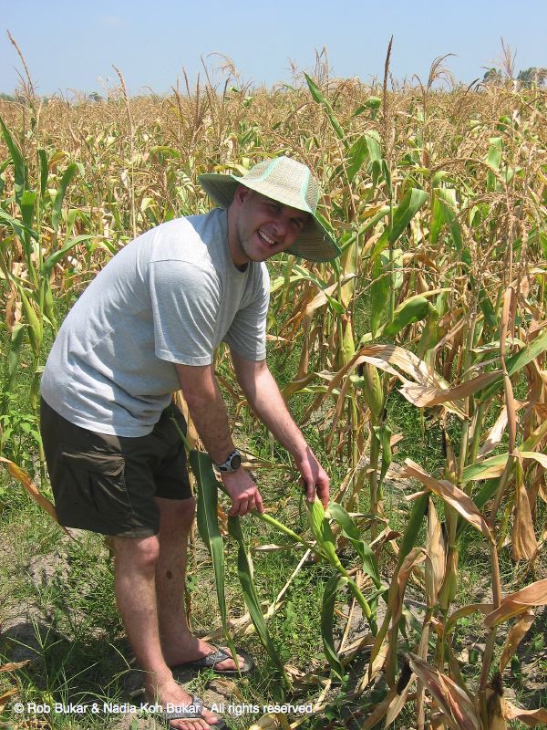 Rob on our  Corn Field