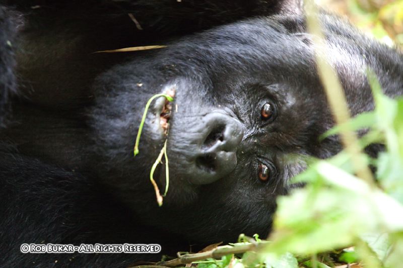 Silverback Eating and Resting
