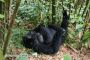 Laying Around Gorilla