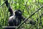 Gorilla Climbing Through Bamboo
