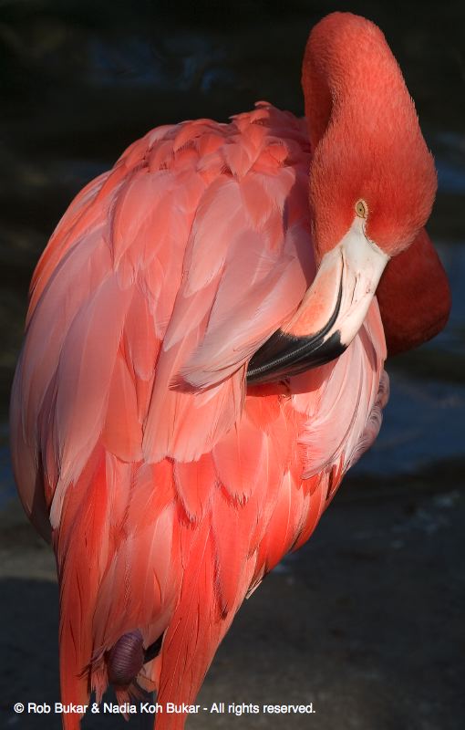 Pink Flamingo Close Up