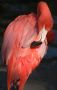 Pink Flamingo Close Up