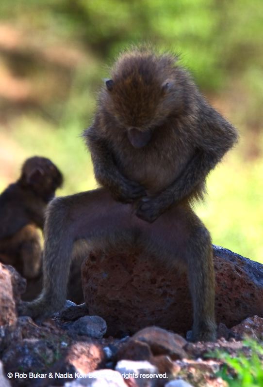Baboon Cleaning