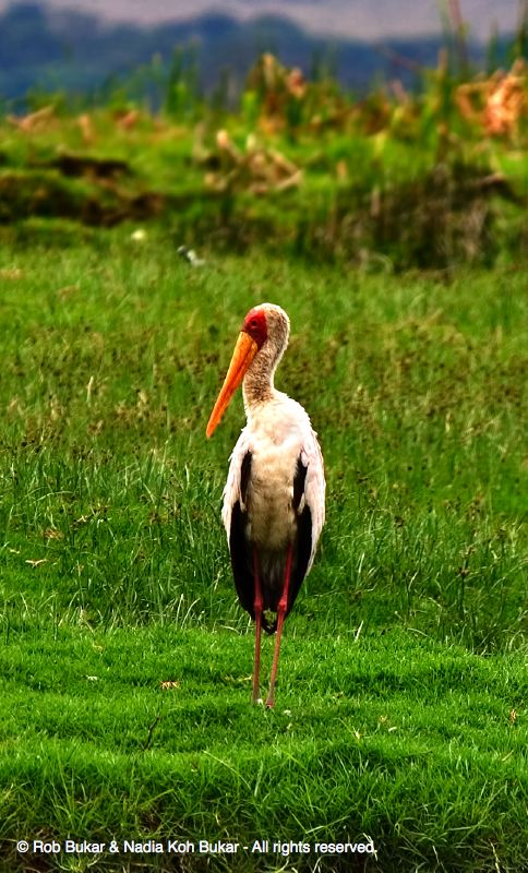 Yellow Billed Stork