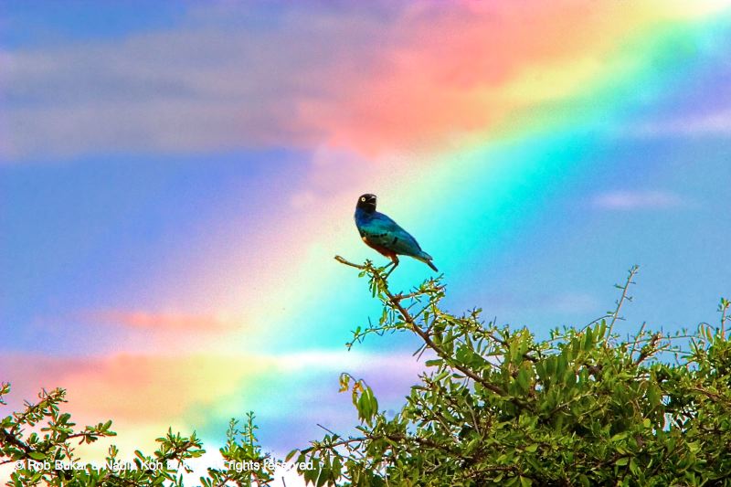 Bird and Rainbow